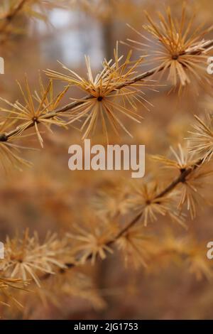 Gelbe Kiefernnadeln in einer Reihe auf einem Baum im Pfälzer Wald von Deutschland an einem Herbsttag. Stockfoto