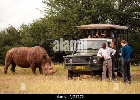 Touristen, die ein weißes Nashorn auf einer Tour in der Waterberg Wilderness, Namibia sehen Stockfoto