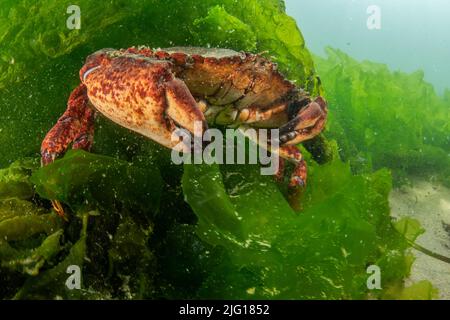 Eine große rote Felskrabbe (Cancer Productus) versteckt sich inmitten von Algen auf dem Meeresboden im Greater Farallones National Marine Sanctuary in Kalifornien Stockfoto