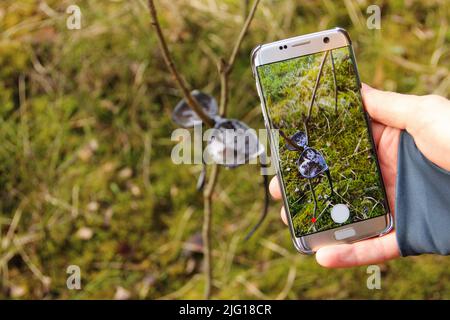 Hand mit einem Smartphone, das den Moment einfängt. Verlorene Sonnenbrille mit Wassertropfen auf den Linsen. Stockfoto