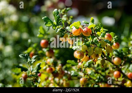 Der Zweig der Stachelbeere voll der Früchte Stockfoto