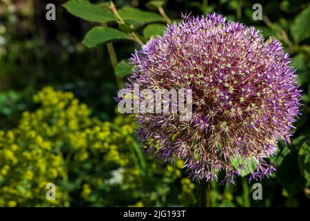 Nahaufnahme einer großen Blüte des lila Zierknoblauchs Stockfoto