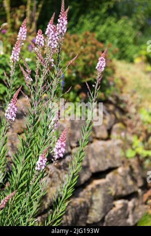 Purpurnes Leinenkraut auf einer Natursteinwand, Gartenaufnahme Stockfoto