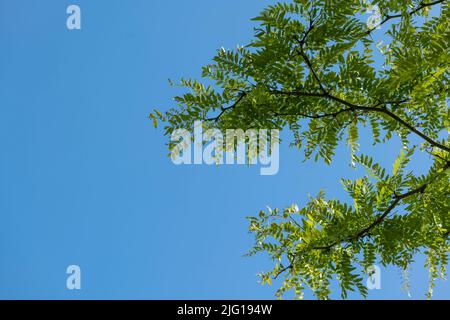 Ein Zweig einer Honigheuschrecke vor einem blauen, wolkenlosen Himmel Stockfoto