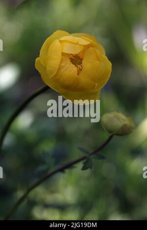 Globeflower (Trollius europaeus) blühende gelbe Blume in einem botanischen Garten, Litauen Stockfoto