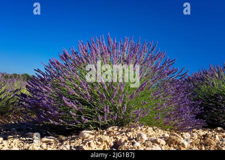 Ansicht von Blumen im Lavendelfeld, Valensole, Frankreich Stockfoto
