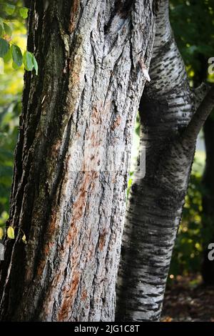 Stämme und Rinde einer schwarzen Heuschrecke (Robinia psudoaccia) und einer schwarzen Kirsche (Prunus serotina) entlang eines Wanderweges im Frühling oder Sommer Stockfoto