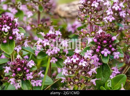 Kleine lila Sommersprossen wilden Thymian - Thymus serpyllum - Blumen wachsen auf Sommerwiese, Nahaufnahme Makro Detail Stockfoto