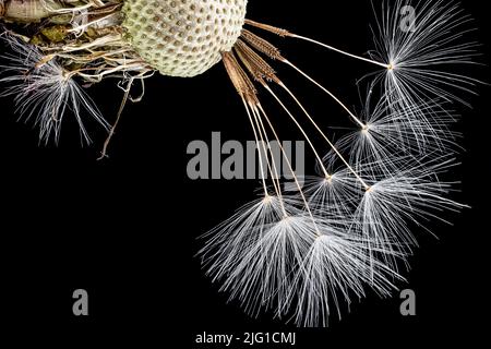 Dandelionblütenkopf mit wenigen weißen Samen, Nahaufnahme Makrodetails auf schwarzem Hintergrund Stockfoto