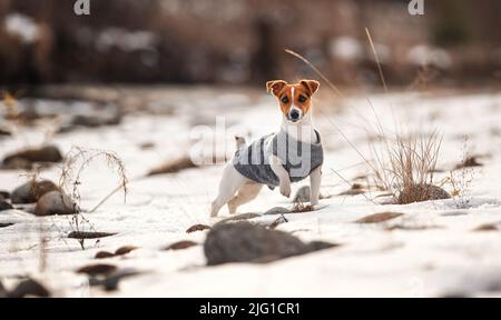 Die kleine Jack Russell Terrier in ihrem gestrickten Wintermantel steht auf einem schneebedeckten Feld in der Nähe des Flusses, wenige Steine sichtbar, Blick von der Seite Stockfoto