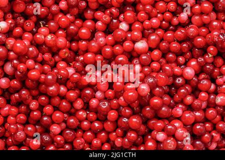Haufen frisch geernteter roter, wilder Preiselbeeren, Nahaufnahme von oben Stockfoto