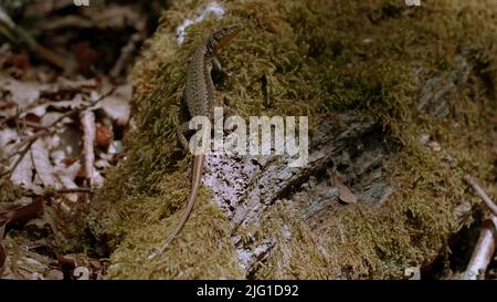 Eine lange Eidechse auf den Felsen.Kreativ. Ein Baum, auf dem eine lange braune Eidechse sitzt und in die Kamera schaut. Hochwertige 4K-Aufnahmen Stockfoto