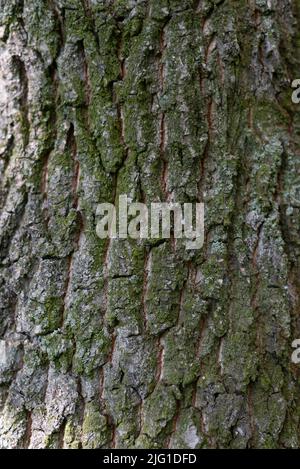 Rindenbaum Textur, Hintergrund. Hochwertige Fotos Stockfoto