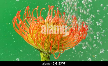Blasenstrom auf Blume unter Wasser. Archivmaterial. Erfrischender Luftstrom unter Wasser mit Blume. Helle exotische Blume unter Wasser mit Bubb Stockfoto