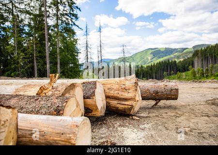 Waldfällung. Baumstämme Haufen, die Holzfällerholz-Holzindustrie. Fällen von Bäumen im Wald. Sägebäume in Nadelwäldern. Entwaldung Stockfoto