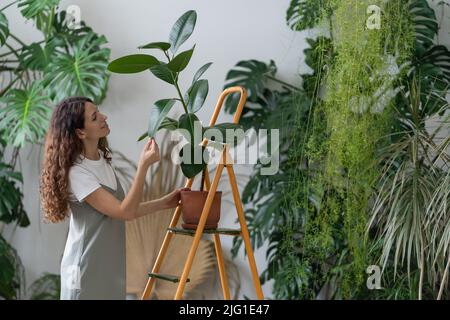 Freiberuflicher Gärtner Mädchen kümmern sich um Zimmerpflanzen im Hausgarten. Fürsorglicher Florist, der Ficus-Blätter abwischt Stockfoto