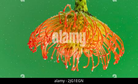 Eine helle Blume .Stock Footage.Grüner Hintergrund mit Blasen, die in der Makrofotografie auf eine helle, offene Blume fallen. Hochwertige 4K-Aufnahmen Stockfoto