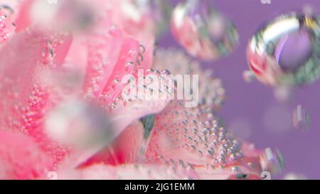 Nahaufnahme von zarten Rosenblättern mit Blasen. Archivmaterial. Rosa Rosenblüten unter Wasser mit Blasen. Viele Blasen auf stieg im Wasser. Stockfoto