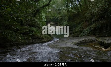 Ein kleiner kristallklarer See. Kreativ. Kleine, bewachsene Bäume im Grünen neben einem sprudelnden Teich. Hochwertige 4K-Aufnahmen Stockfoto