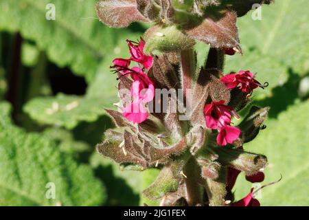 Rosa blühende Cymose-Kopfblüten von Salvia spathacea, Lamiaceae, native mehrjährige Pflanze in den Santa Monica Mountains, Winter. Stockfoto