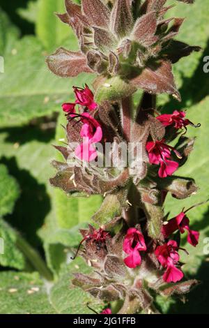 Rosa blühende Cymose-Kopfblüten von Salvia spathacea, Lamiaceae, native mehrjährige Pflanze in den Santa Monica Mountains, Winter. Stockfoto