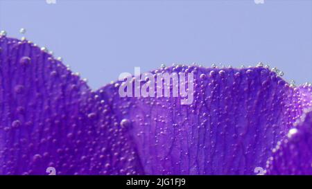 Fliederblüte wunderschöne Blütenblätter mit kleinen Luftblasen auf blauem Hintergrund. Archivmaterial. Blühende violette Blütenblätter Stockfoto