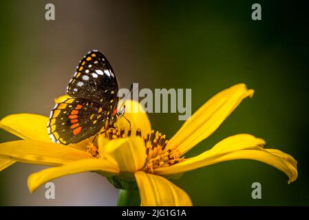 Schmetterling auf gelber Blume mit grünem Hintergrund Stockfoto