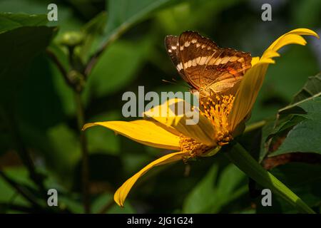 Schmetterling auf gelbe Blume Stockfoto