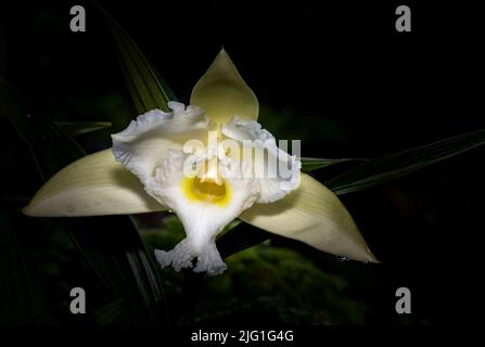 Weiße Sobralia Orchidee aus dem Bergwolkenwald von Panama dunklen Hintergrund Stockfoto