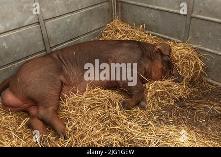 Großes, haariges Ingwerschwein schläft in einem Stift auf frischem Stroh Stockfoto
