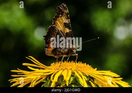 Ein Pfauenschmetterling auf einem yellowhead Stockfoto