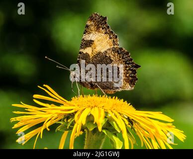 Ein Pfauenschmetterling auf einem yellowhead Stockfoto