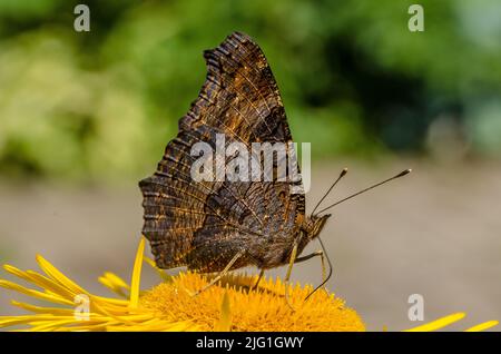 Ein Pfauenschmetterling auf einem yellowhead Stockfoto