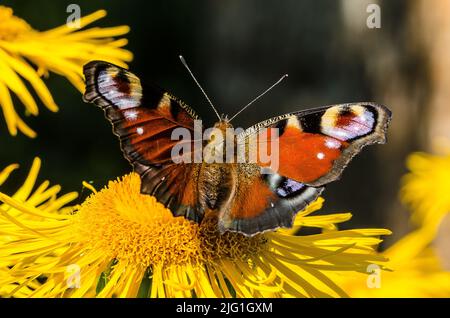 Ein Pfauenschmetterling auf einem yellowhead Stockfoto