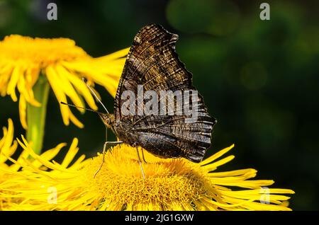 Ein Pfauenschmetterling auf einem yellowhead Stockfoto