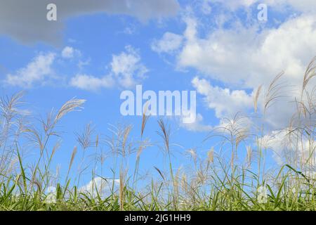 Schilfblumen flattern im Wind gegen blauen Himmel und weiße Wolken Stockfoto