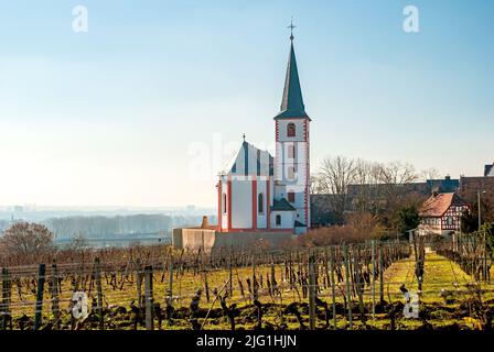 Frühes Frühjahr in Hochheim am Main im Main-Taunus-Kreis des Landes Hessen, Deutschland mit alter Kirche und kargen Weinbergen Stockfoto