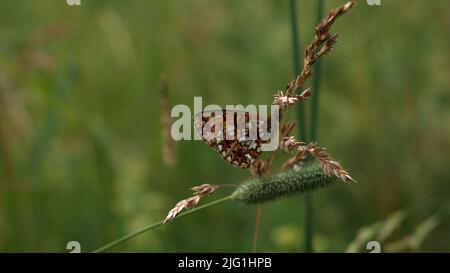 Monarch Schmetterling auf grünem Gras Stamm. Kreativ. Nahaufnahme eines Insekts auf der Wiese auf einem verschwommenen grünen Feld-Hintergrund Stockfoto