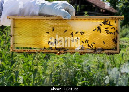 Bienenstock Rahmen mit Honig am Sommertag hält Imker Rahmen in Bienenhaus. Bienen, die den Honig verschließen. Bienenzuchtkonzept. Nahaufnahme, Kopierbereich Stockfoto