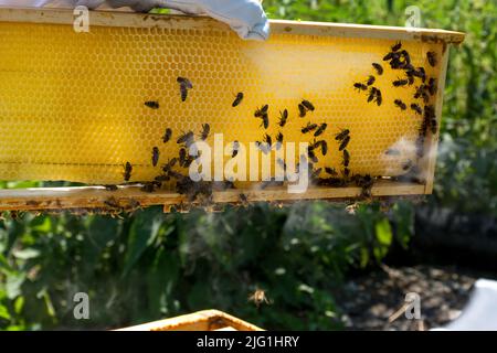 Imker Hand hält Bienenstock Rahmen mit Honig am Sommertag. Bienen, die den Honig auf einem Rahmen verschließen. Bienenzuchtkonzept. Nahaufnahme, Kopierbereich Stockfoto