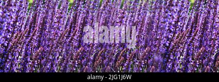 Lila Hintergrund von hellen lila lila lila lila wilden Blumen. Kopieren Sie Speicherplatz für Ihr Design. Die Textur der Farben. Blühender Lavendel. Stockfoto