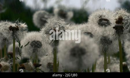 Detailreiche Aufnahme von blühenden Dandelionen in einem grünen Sommerfeld. Kreativ. Der Dandelion blüht in voller Blüte Stockfoto