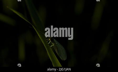 Nahaufnahme eines grünen Käfers auf einem Pflanzenblatt an einem Sommertag. Kreativ. Konzept der Sommernatur, Insekten im Gras Stockfoto