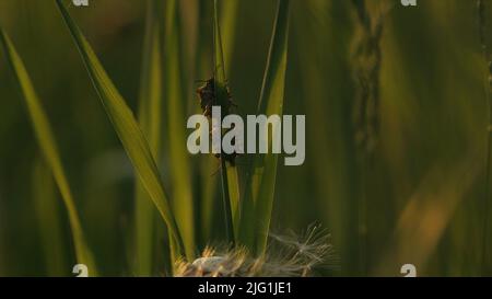 Nahaufnahme von zwei Käfern am Stamm der grünen Pflanze. Kreativ. Naturlandschaft mit Insekten im Gras Stockfoto