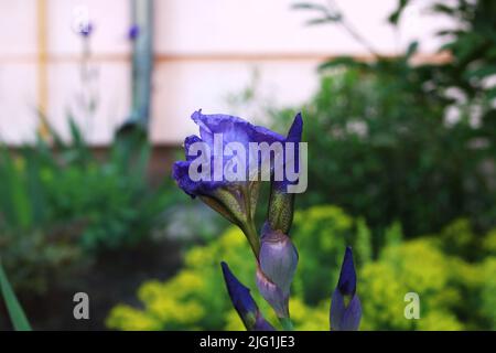 Eine violette Blume auf dem Hintergrund des Grüns im Garten aus der Nähe Stockfoto