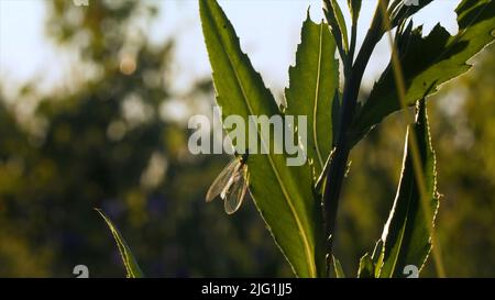 Nahaufnahme eines Käfers mit kleinen transparenten Flügeln am Stamm der grünen Pflanze. Kreativ. Naturlandschaft mit Insekten im Gras Stockfoto