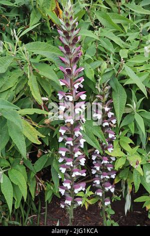 Zwei Stämme von Acanthus hungaricus oder Bärenhosen wachsen in einem englischen Landgarten Stockfoto