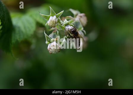 Unreife Himbeere am Busch und eine Biene als Nahaufnahme vor verschwommenem Hintergrund Stockfoto