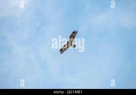 Ein langbeiniger Bussard (Buteo rufinus), der am Himmel in Sydney, NSW, Australien, fliegt (Foto: Tara Chand Malhotra) Stockfoto