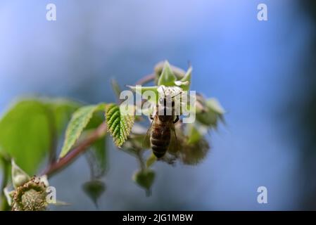 Unreife Himbeere am Busch und eine Biene als Nahaufnahme vor verschwommenem Hintergrund Stockfoto